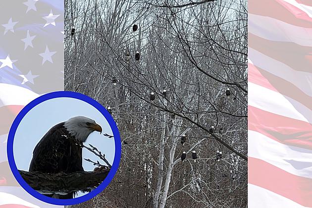 Nothing Says Freedom like a Dozen Bald Eagles in an Illinois Tree
