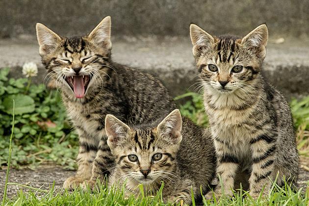 Say No to Kitten Season &#8211; Traveling Spay &#038; Neuter Clinic Coming to Evansville
