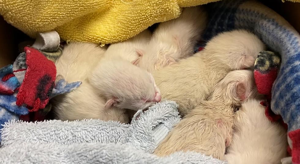 Newborn Kittens Were Found in a Dumpster Vanderburgh Humane Society is Working to Save Them
