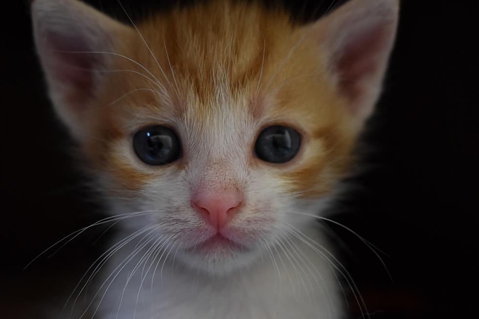 Say No to Kitten Season – Traveling Spay & Neuter Clinic Coming to Evansville