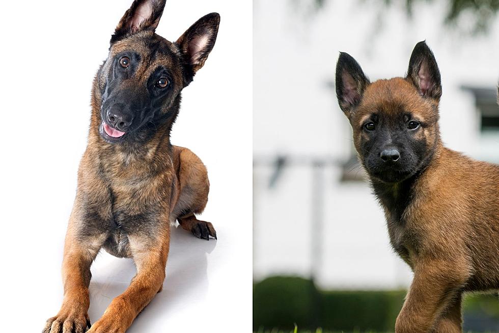 Why You Shouldn&#8217;t Adopt a Belgian Malinois &#8211; No Matter How Cool They Look in the Movies