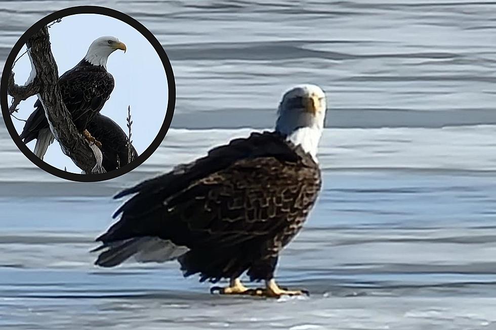 See Incredible Photos of Eagles On a Frozen River Bordering Illinois