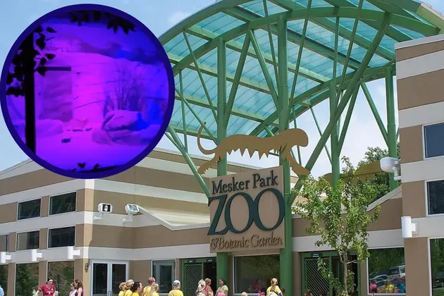 Evansville&#8217;s Mesker Park Zoo Brings Back the Creatures of the Night Indoor Nocturnal Exhibit