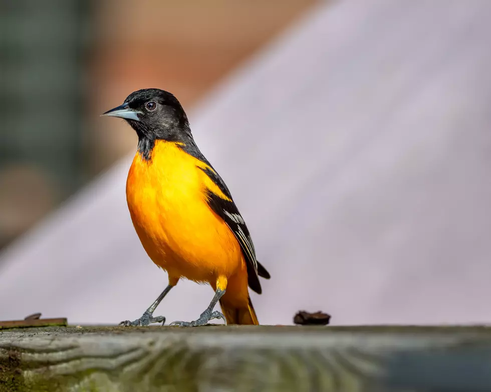 Photo by Patrice Bouchard on Unsplash