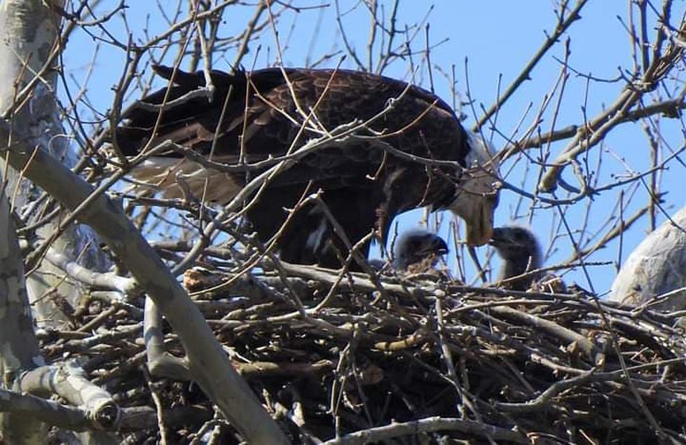 Check out Photos of Freshly Hatched Eaglets in Indiana