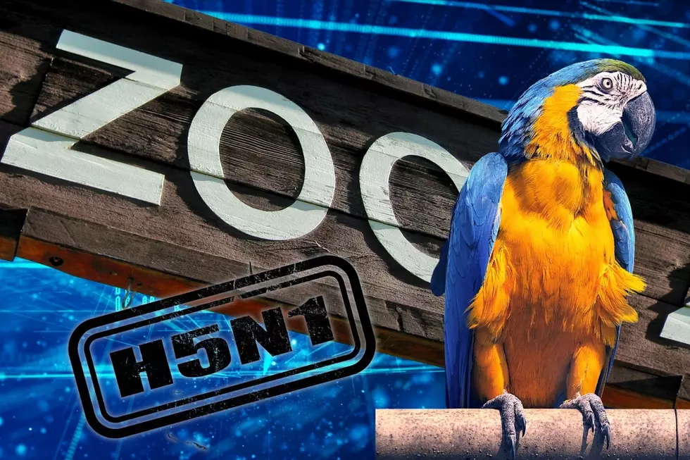 Indiana Zoo Implement Protective Measures Against H5N1 Avian Flu Virus for Captive Birds