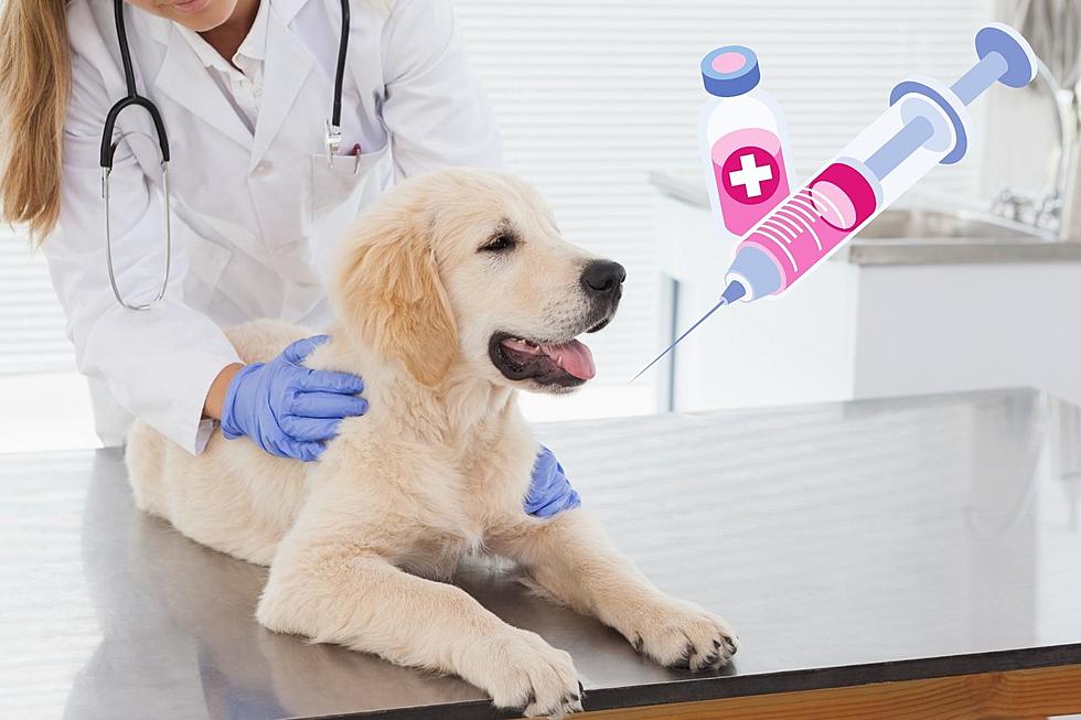 Here’s How to Update Your Pet’s Vaccines for a Low-Cost in Evansville