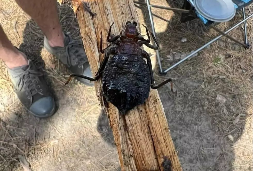 Weird 'Bug' Found in Indiana Is Actually A Cannibalistic Predator
