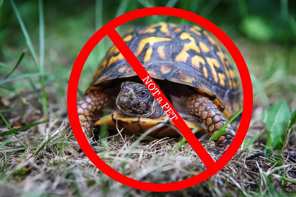 Find a Box Turtle on the Road?  It’s Illegal to Take It Home in Indiana