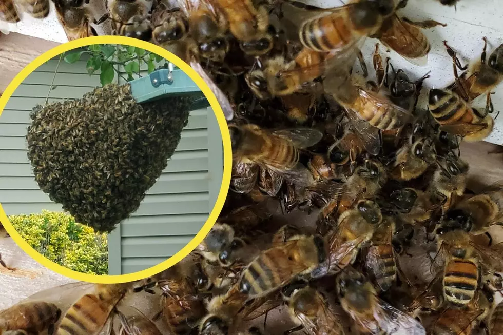 See Photos Of a Honey Bee Swarm and Rescue in Newburgh Indiana