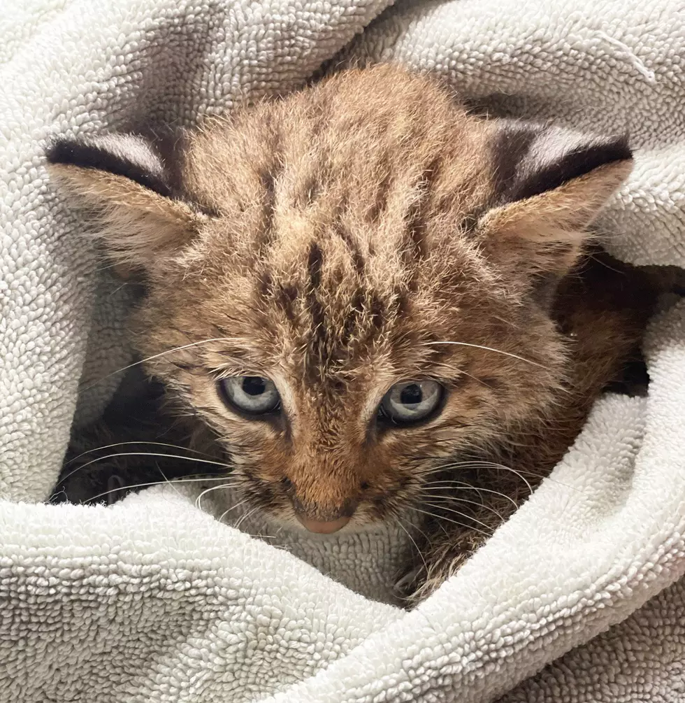 attachment-Baby Bobcat