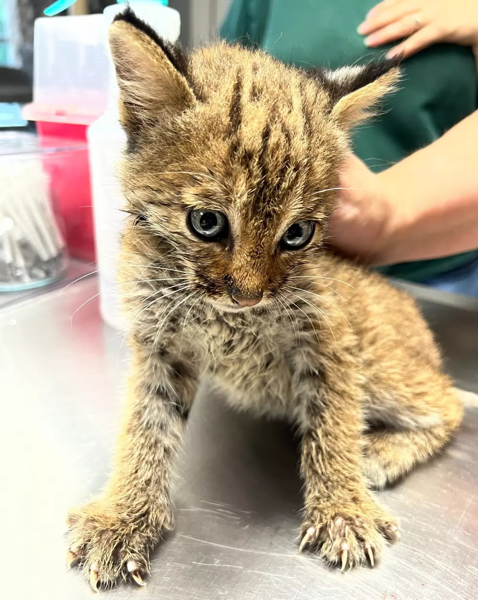attachment-Baby Bobcat2