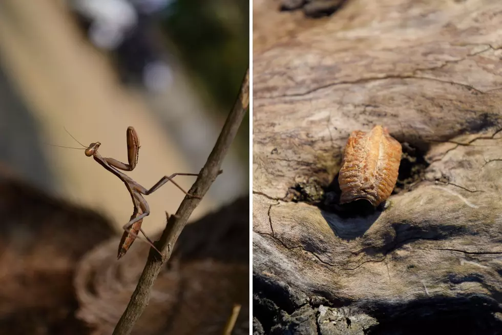 Indiana Woman Finds an Ootheca on Her Porch &#8211; What is this Alien-Looking Pod?