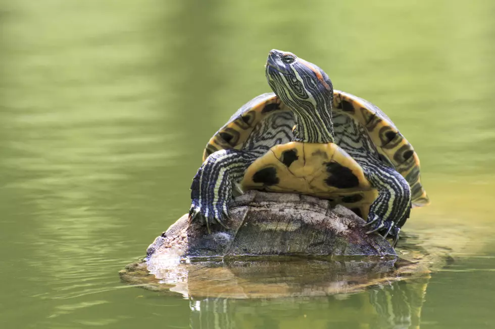 It’s Turtle Egg Laying Season in Indiana, Keep an Eye Out for Turtles on the Road