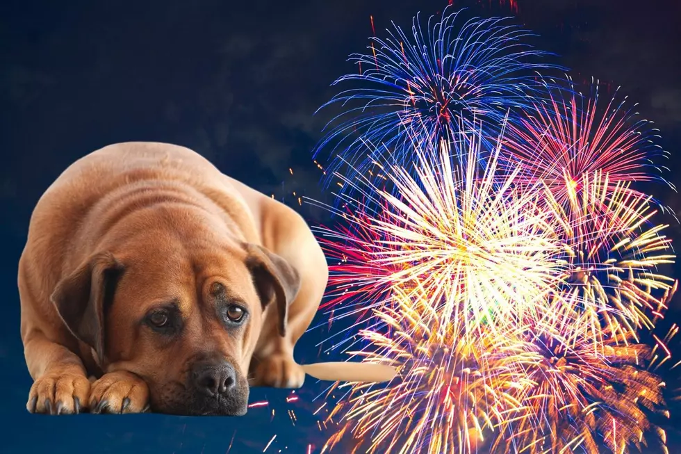 Tips to Keep Your Pets Safe During Fireworks