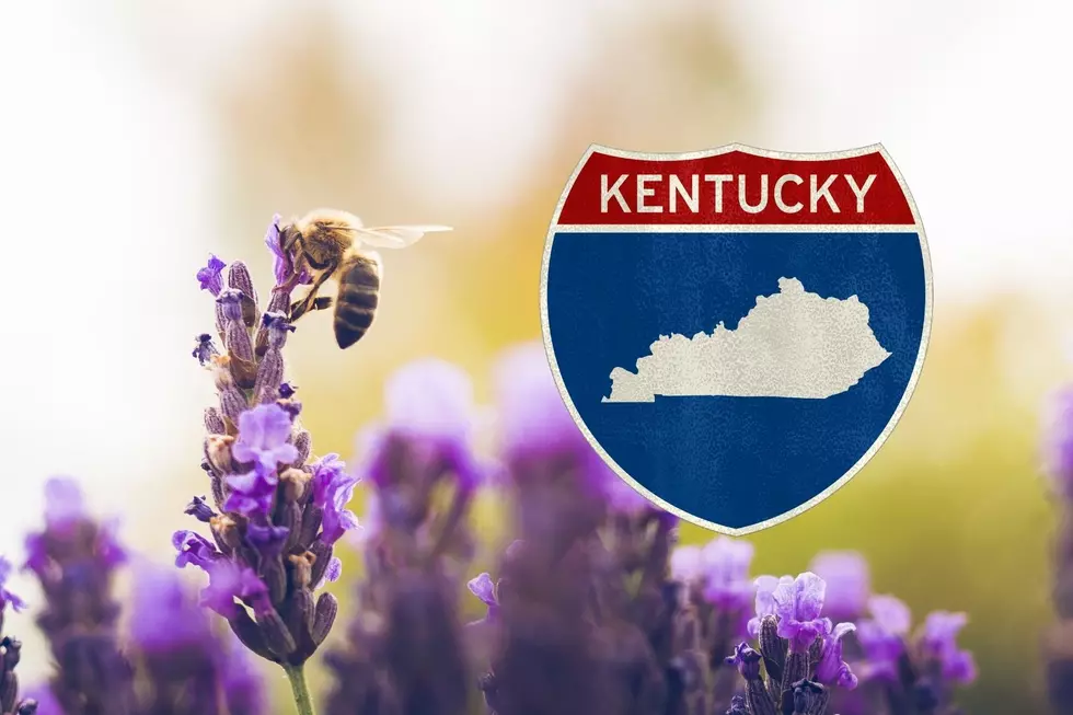 Kentucky Transportation Cabinet Doing It's Part to Save the Bees