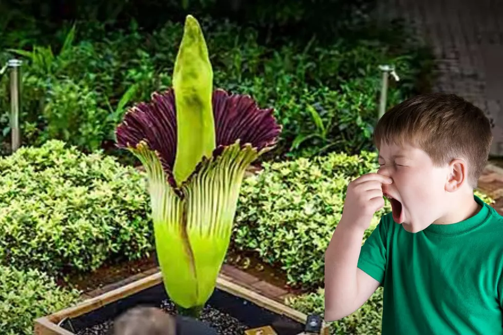 A Corpse Flower Named Morticia is Set to Bloom at Cincinnati Zoo For the First Time in a Decade