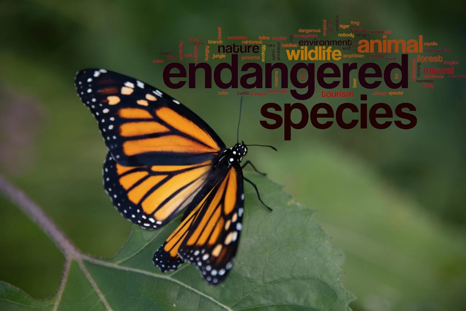 How to help endangered monarch butterflies