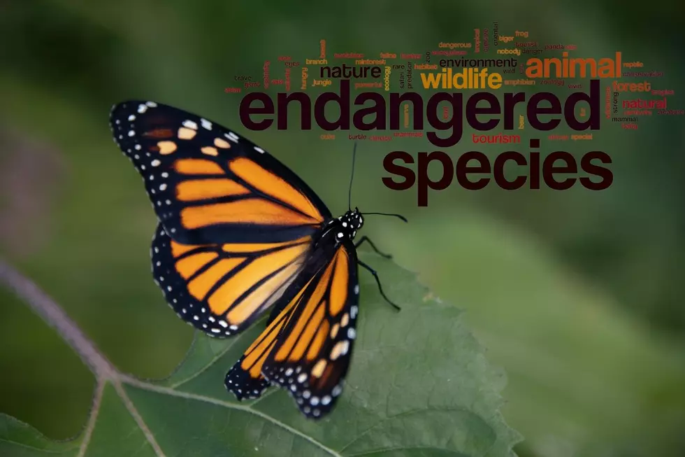 Evansville Zoo Shares Ways You Can Help Dwindling Monarch Butterfly Population in Indiana