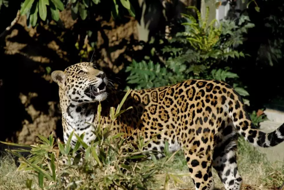 Beloved Jaguar Continues to Thrive at Indiana Zoo Despite Cancer Diagnosis