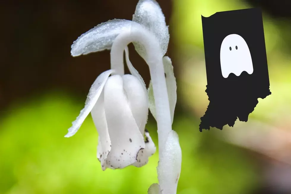 Check Out Stunning Photo of Ghost Flowers Spotted in Southern Indiana