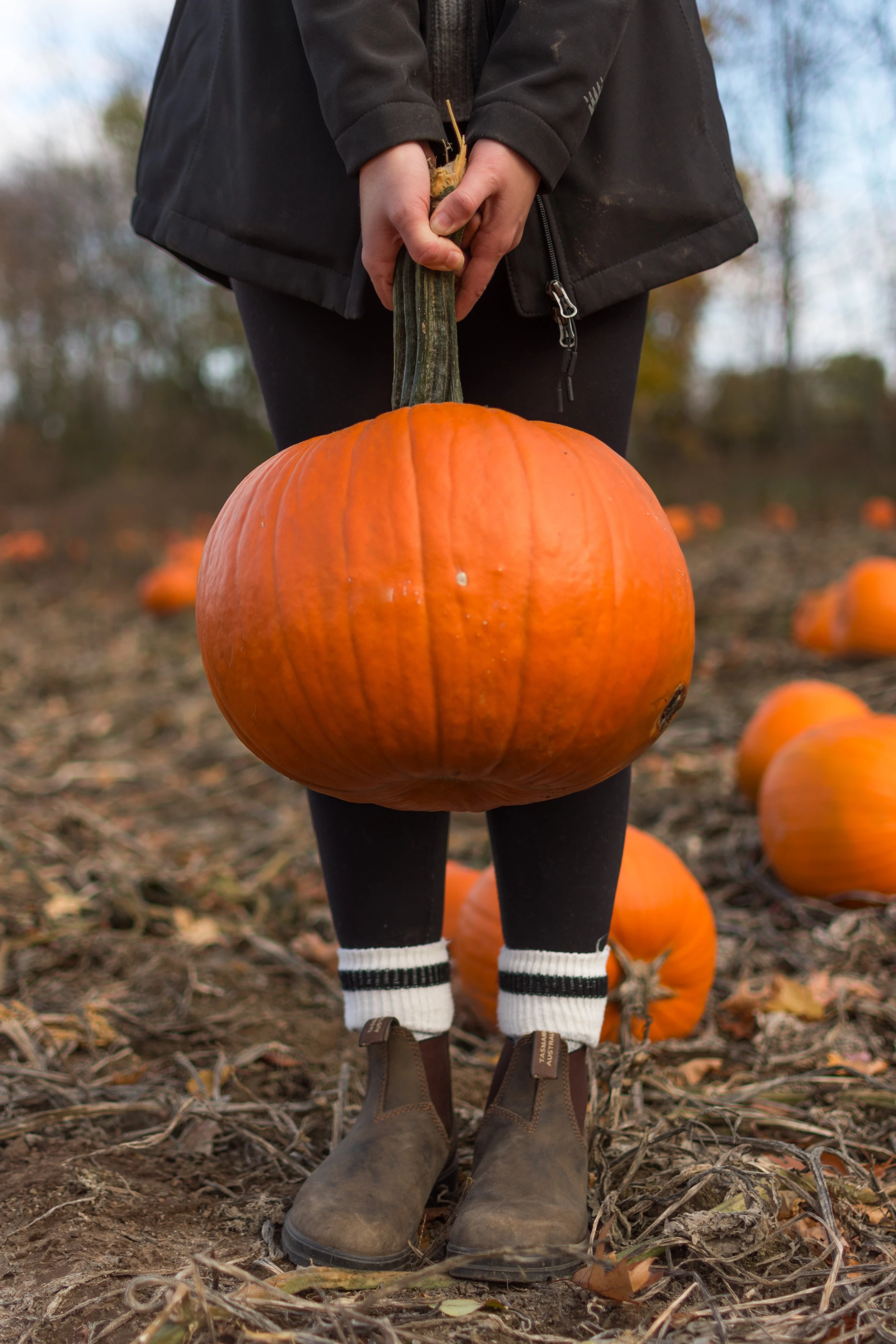 paducah ky pumpkin patch