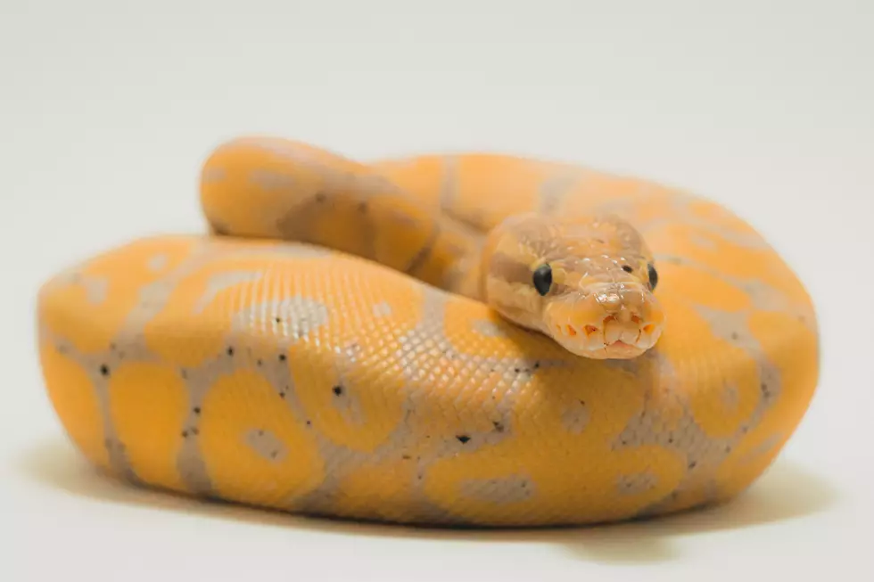 Reptile and Exotic Show Slithering to Evansville in September