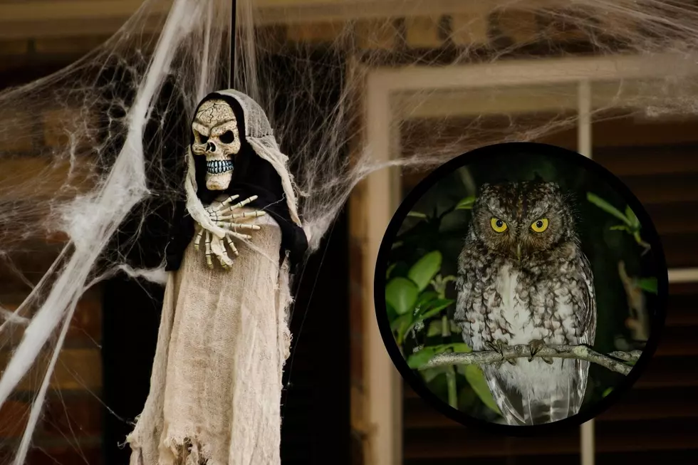Wildlife Rehab Asks People to Avoid Fake Spiderweb Decorations This Halloween