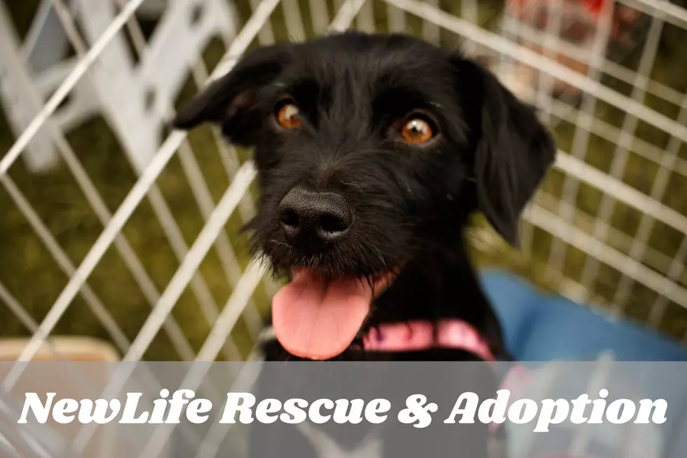 NEWLIFE Rescue & Adoption, Animal Shelter Posey County