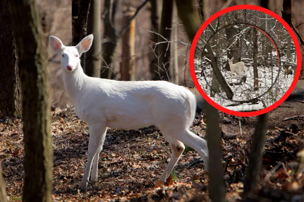 Indiana Mail Carrier Spots Rare Albino Deer While on Route