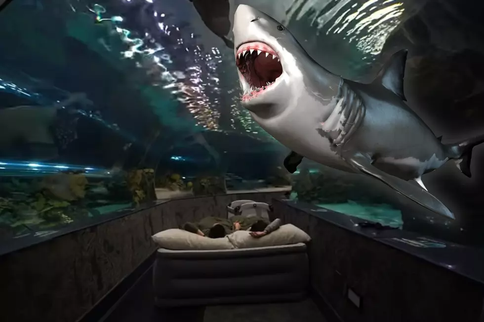 Have A Dangerously Fun Slumber Party with Real Sharks at This Tennessee Aquarium