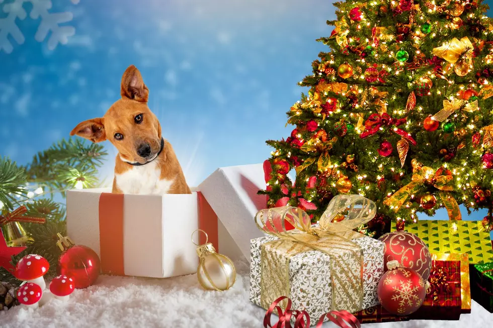 Think Twice Before Gifting an Animal for Christmas