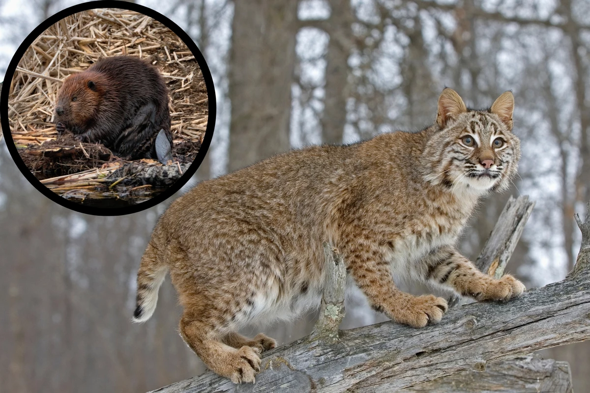 Indiana Wild Predators Incredible Footage Captures Southern Indiana's Wildlife