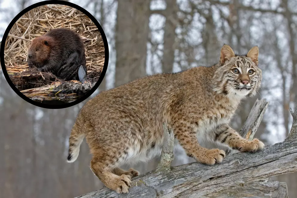 Incredible Wildlife Camera Captures Southern Indiana’s Diverse Wildlife Throughout the Year