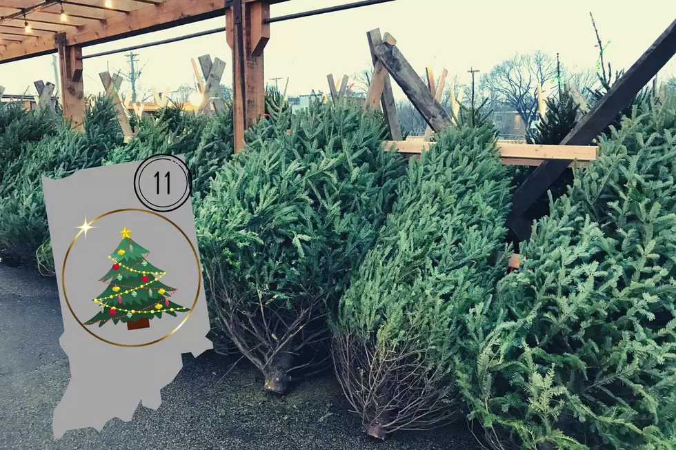Indiana Ranks 11th in the Country for Growing Christmas Trees