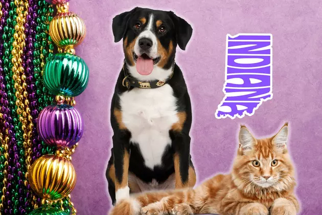 Indiana Bar&#8217;s Annual Mardi Gras Tradition Helps Homeless Animals