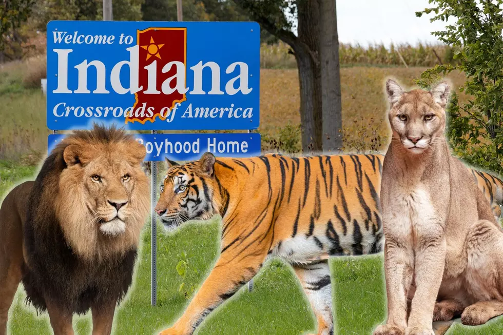Indiana Exotic Feline Rescue is Home to Nearly 100 Wild Cats