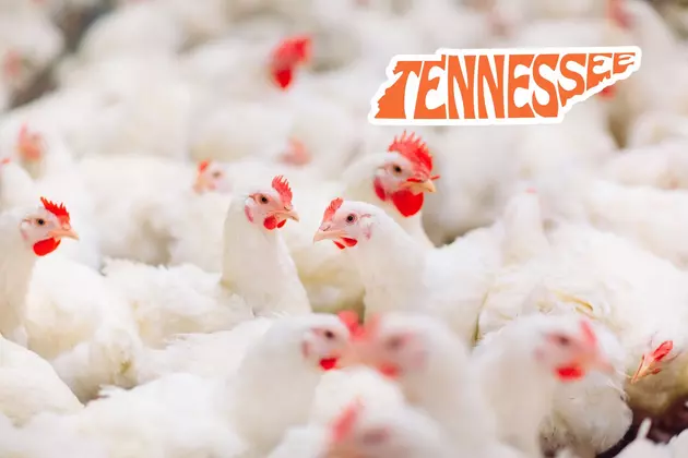 Highly Pathogenic Avian Influenza Found in Commercial Flock in Western Tennessee