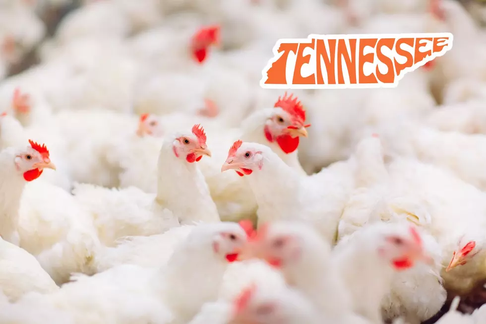 Highly Pathogenic Avian Influenza Found in Commercial Flock in Western Tennessee