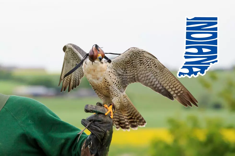 Dream of Handling an Eagle? Harmonie State Park in Indiana Hosting Free Family Falconry Event