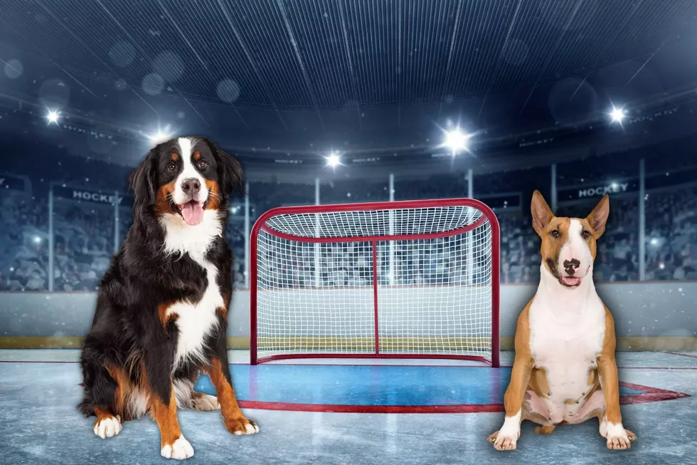 Enjoy Evansville Hockey with Your Dog on January 7th for Dogs Night Out