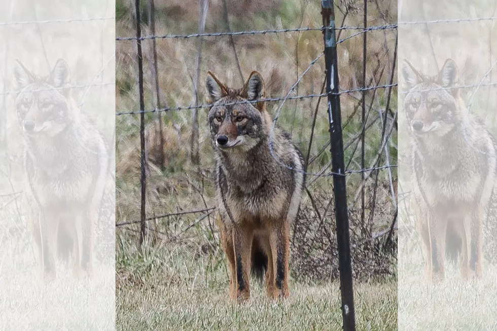 Incredible Coyote Photos Captured in Indiana Show How Beautiful These Elusive Creatures Are
