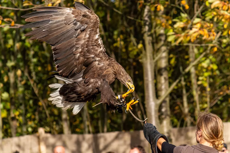 Dream of Handling an Eagle? Harmonie State Park in Indiana Hosting Free Family Falconry Event