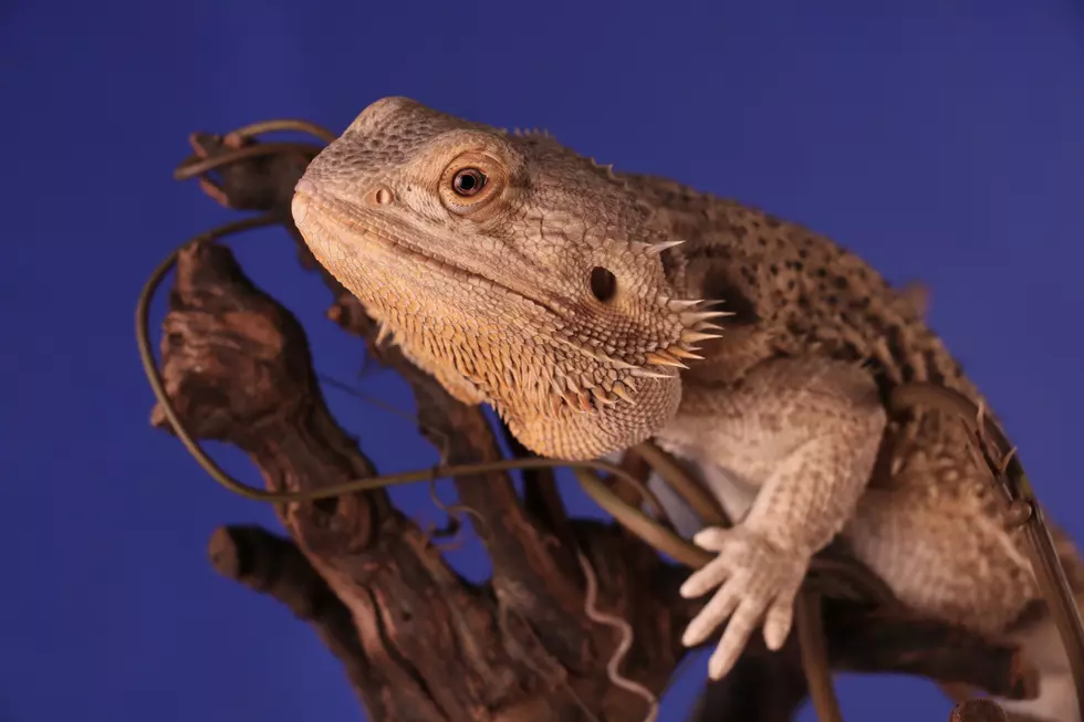 Reptile and Exotics Show Coming to Evansville in March