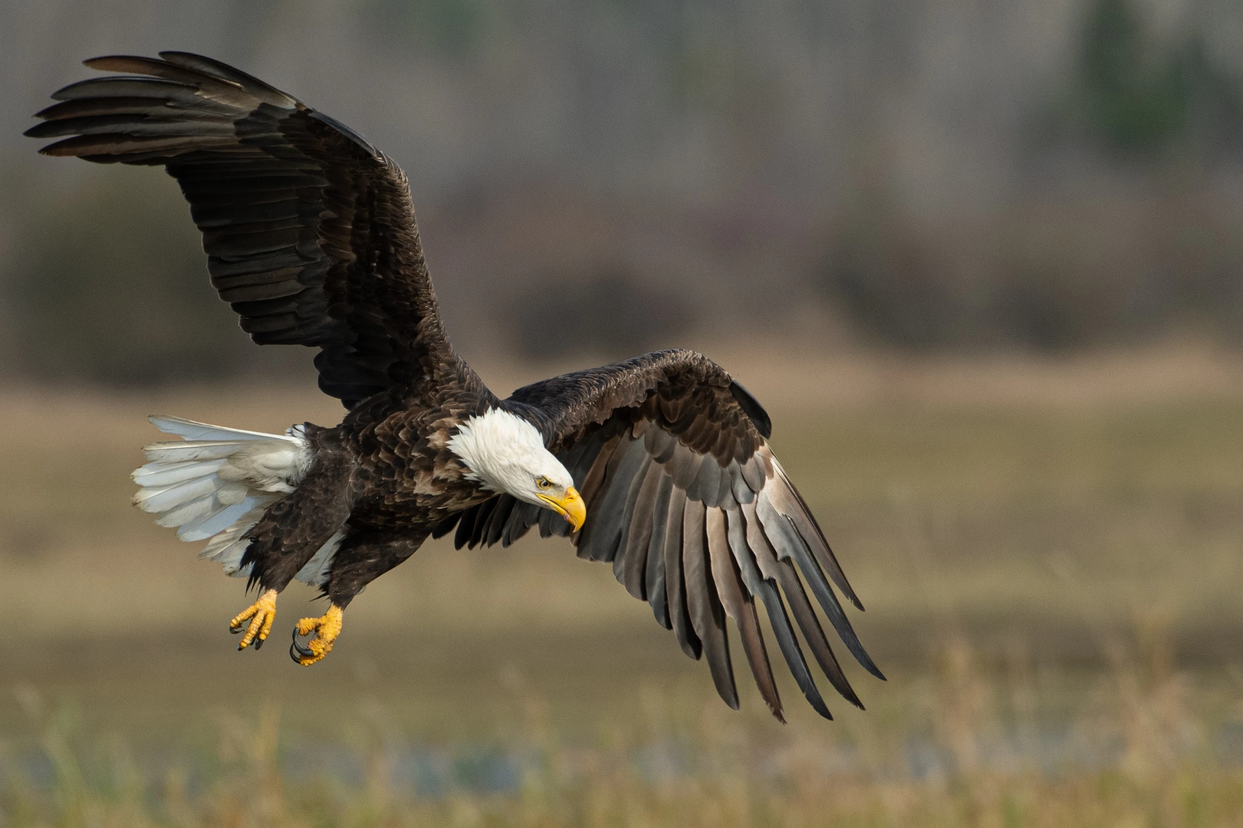 Photo shows epic battle between Bald Eagle, seagulls in Alaska