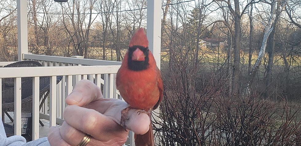 Indiana Cardinal Poses For Photos After Being Rescued From a Hawk and The Photos are Adorable