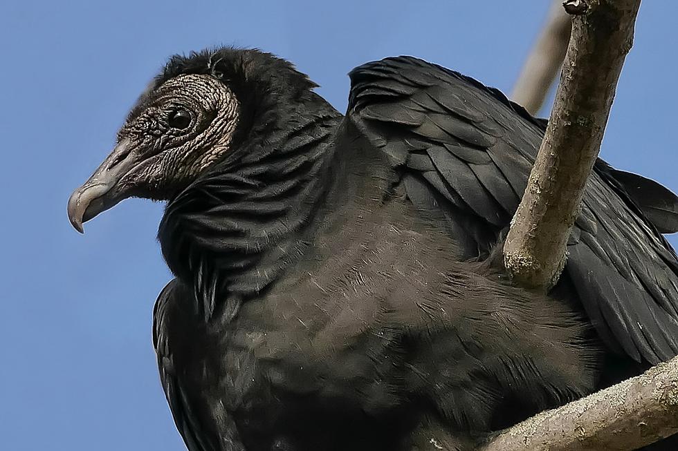 Incredible Photos Capture an Up Close View of a  Black Vulture in Indiana