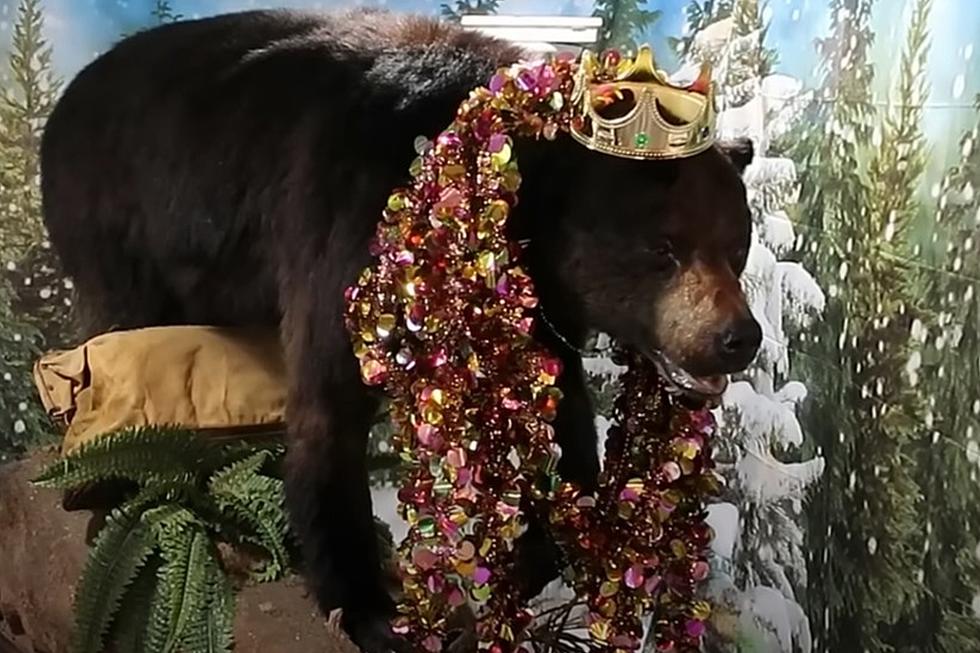 You Can See the Real Life Cocaine Bear on Display in Kentucky