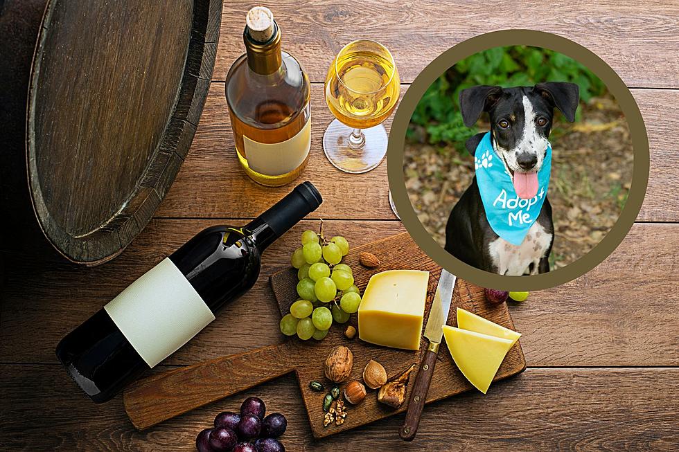 Meal + Wine Pairing Served to Raise Money for Homeless IN Animals