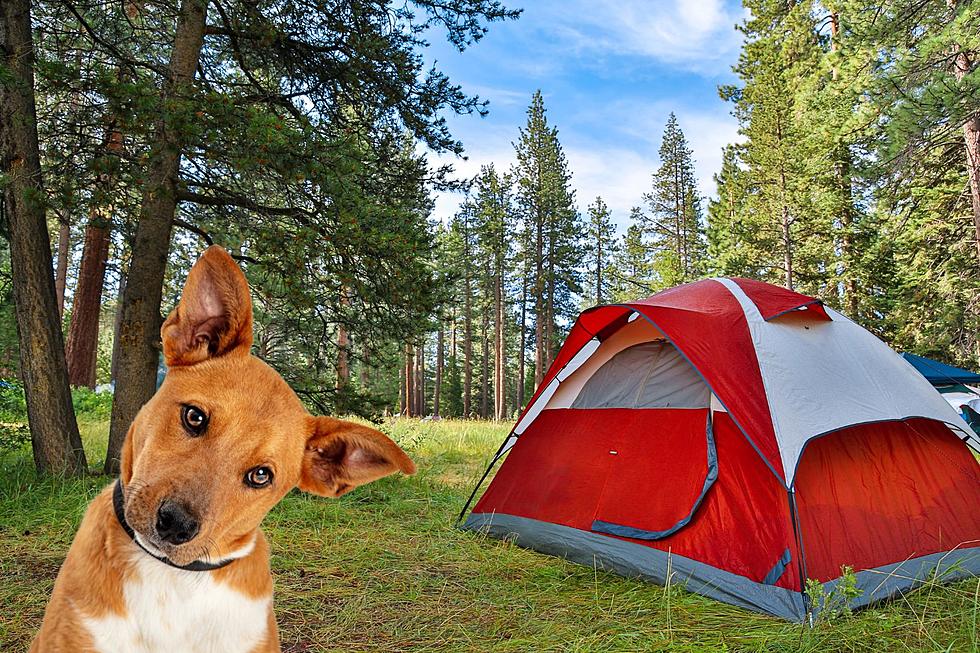What You Need to Know Before You Take Your Pet to an Indiana State Park